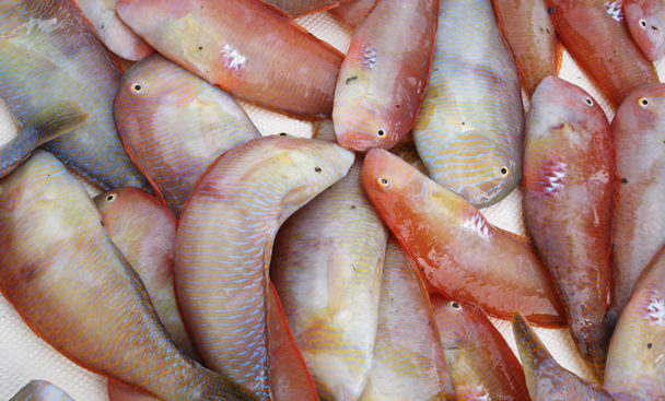 Pesca de Raons - Ibiza Travel