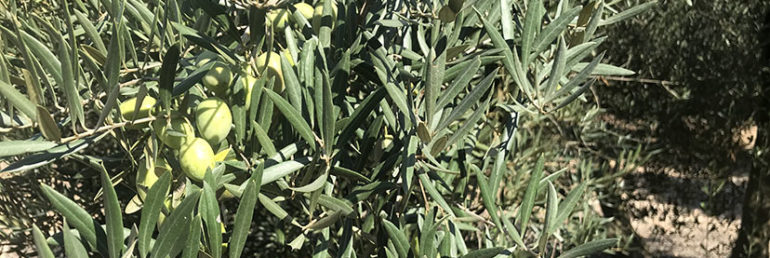 Olivos - Ibiza Travel
