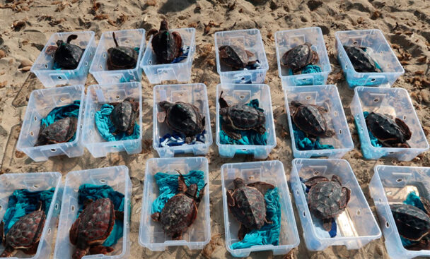 Tortugas - CREM - Ibiza Travel