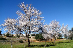 Almendros Ibiza