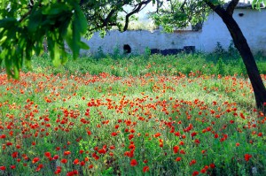 Amapolas Ibiza