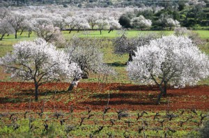 Campo Ibiza