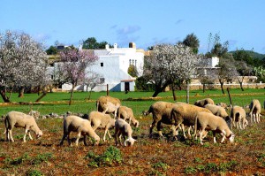 Ovejas Ibiza