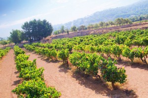 Viñedos Ibiza