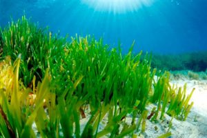 Vive la Posidonia - Ibiza