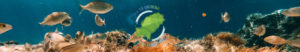 Quiere a Ibiza - Ibiza Travel