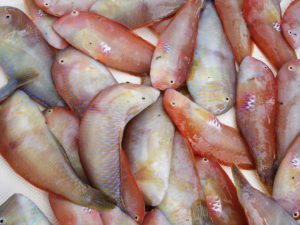 Pesca de Raons - Ibiza Travel