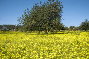 Campo y algarroba - Ibiza Travel