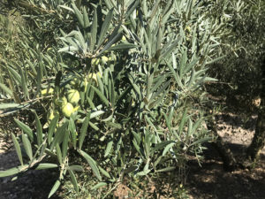 Olivos - Ibiza Travel