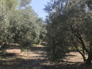 Olivos - Ibiza Travel