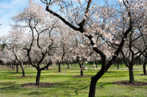Almendros en flor - Ibiza Travel