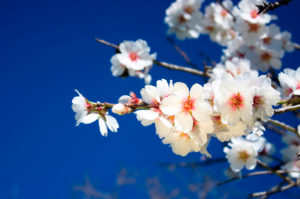 Almendros en flor - Ibiza Travel
