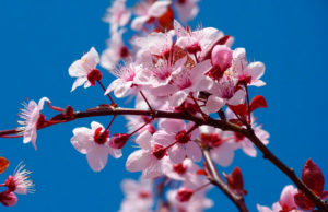 Almendros en flor - Ibiza Travel