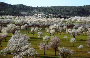 Almendros en flor - Ibiza Travel