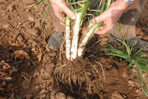 Calçots - Ibiza Travel