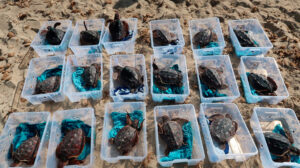 Tortugas - CREM - Ibiza Travel