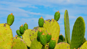 Chumberas - Ibiza Travel