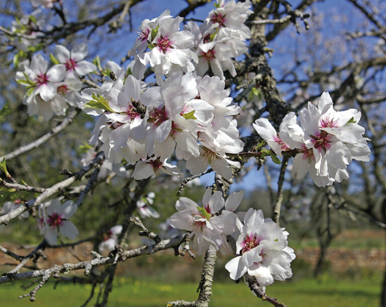 El Espectáculo De Los Almendros En Flor - Ibiza Travel